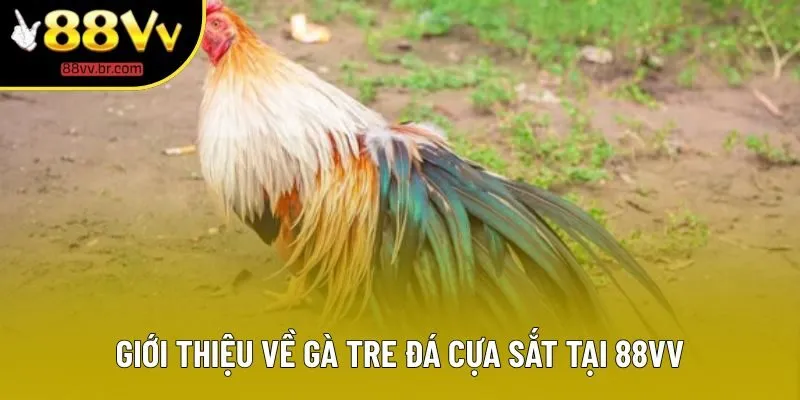 Giới thiệu về gà tre đá cựa sắt tại 88VV Giới thiệu về gà tre đá cựa sắt tại 88VV