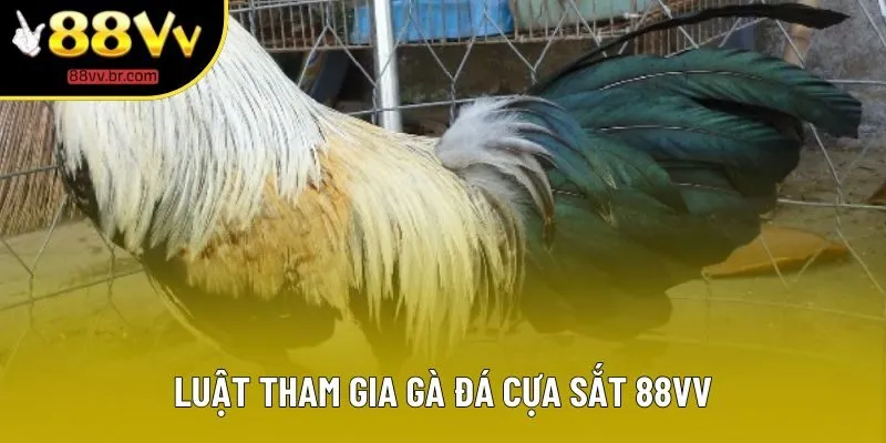 Luật tham gia gà đá cựa sắt 88VV Luật tham gia gà đá cựa sắt 88VV