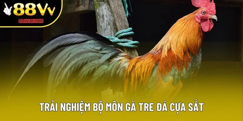 Trải nghiệm bộ môn gà tre đá cựa sắt Trải nghiệm bộ môn gà tre đá cựa sắt